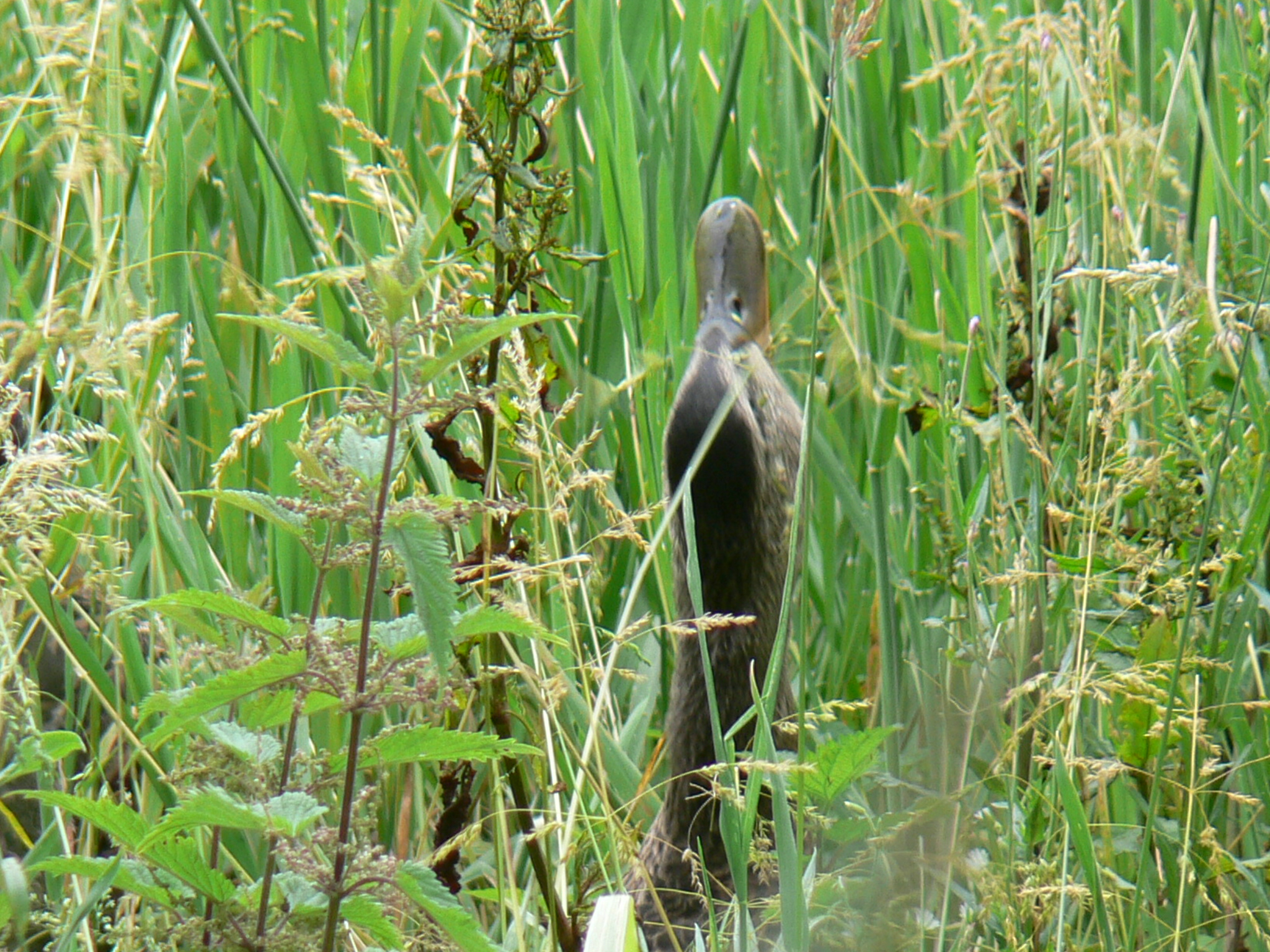 Wat ruist er door het struikgewas???