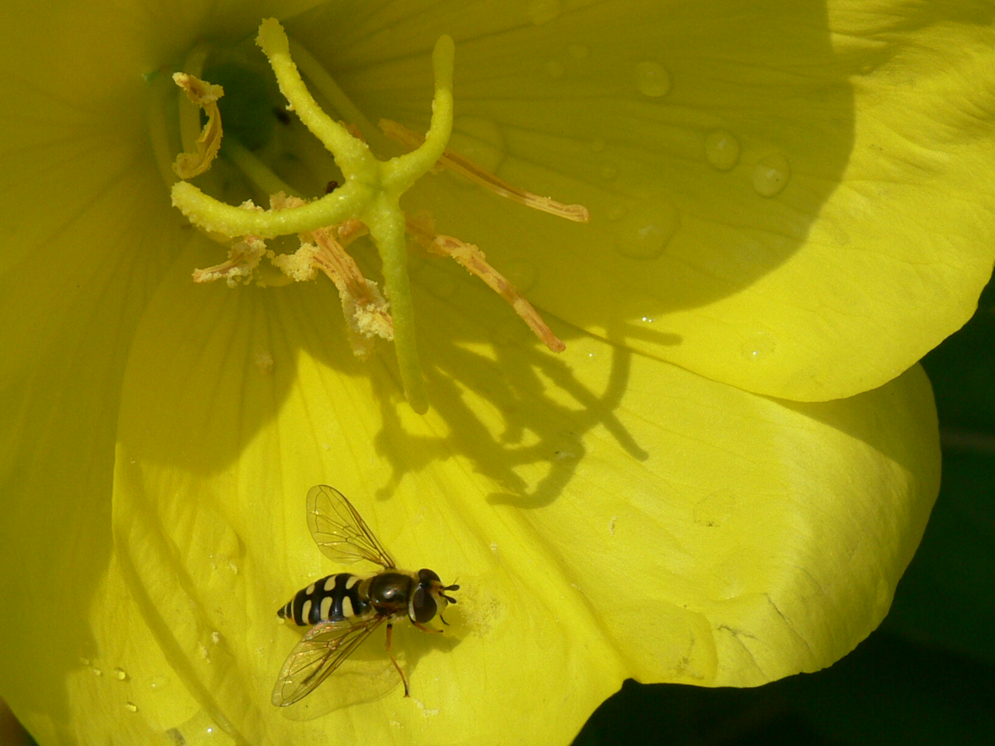 Wespje in Hart van Teunisbloem.