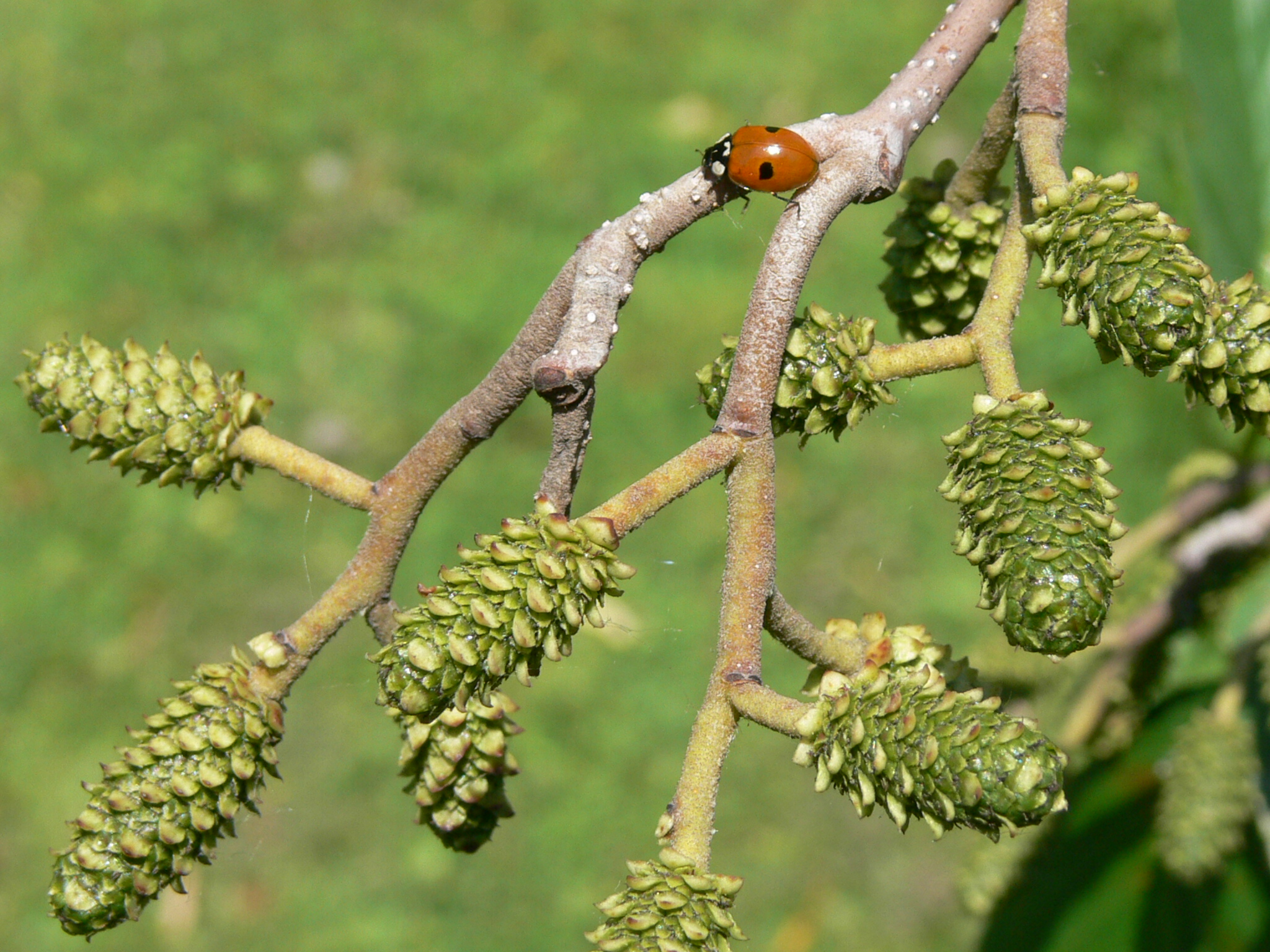 Lieveheersbeestje volgt zijn weg............