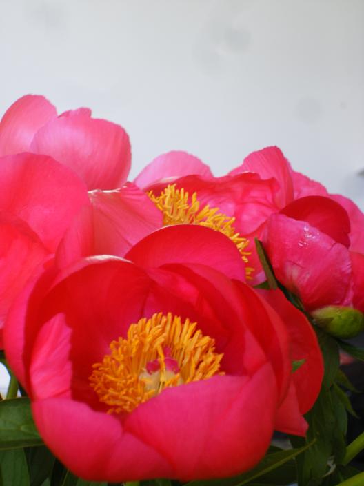 pioenrozen