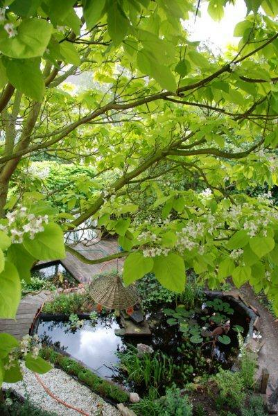 Catalpa in bloei met onze tuin