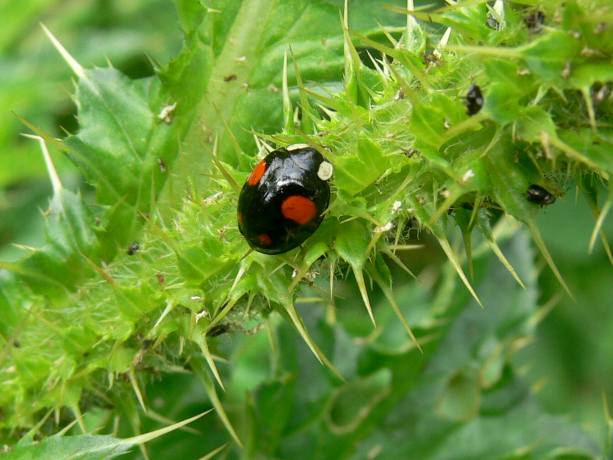 Aziatisch lieveheersbeestje