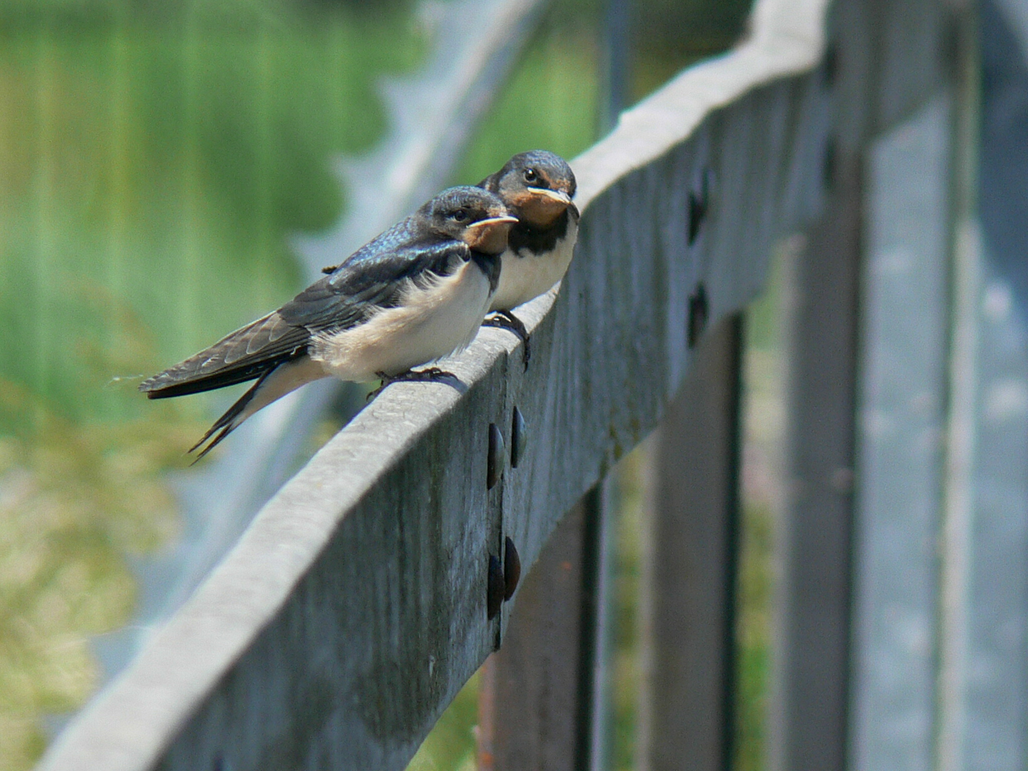 Jonge Boerenzwaluwtjes