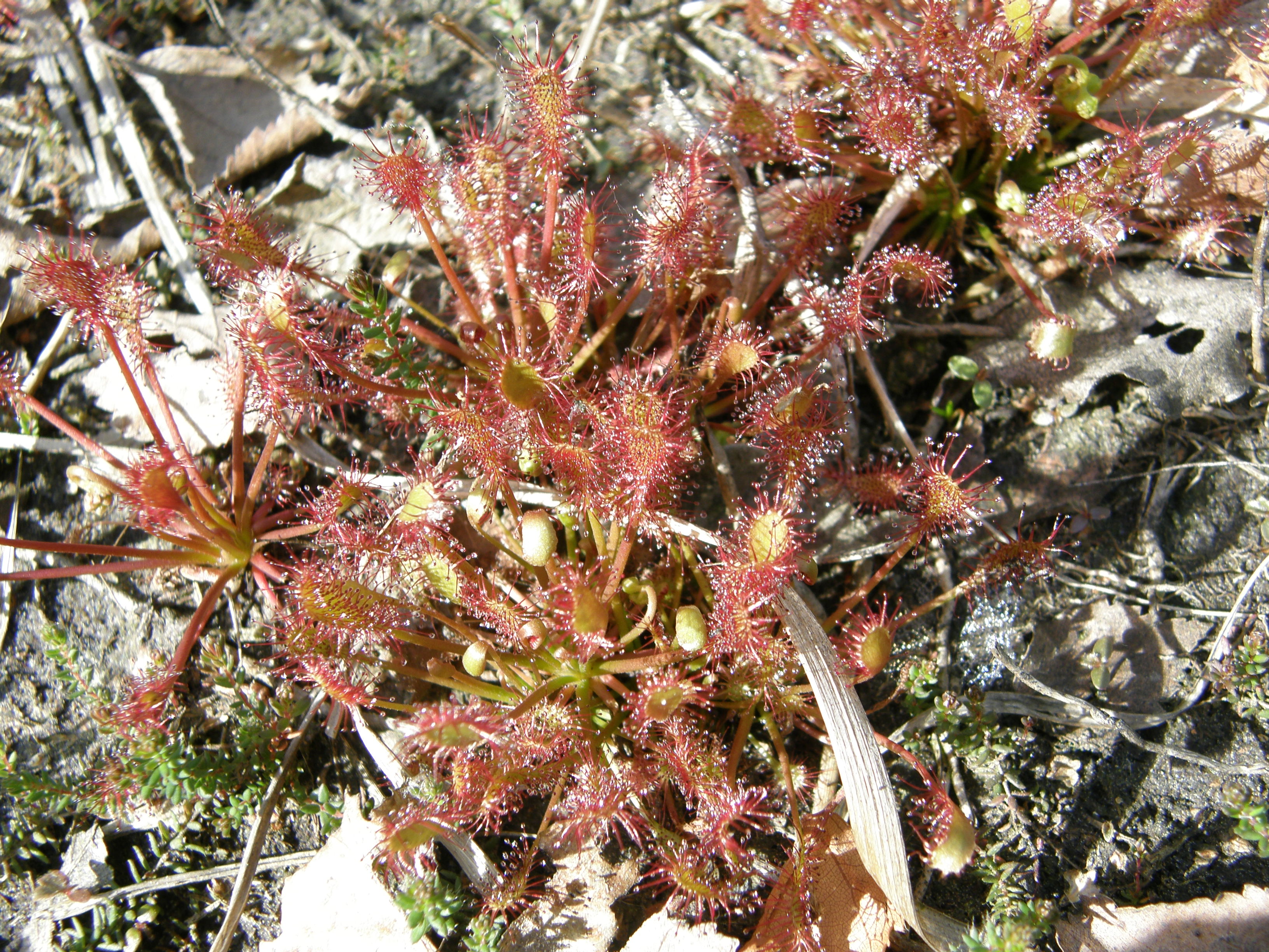 Zonnedauw in de vroege ochtend