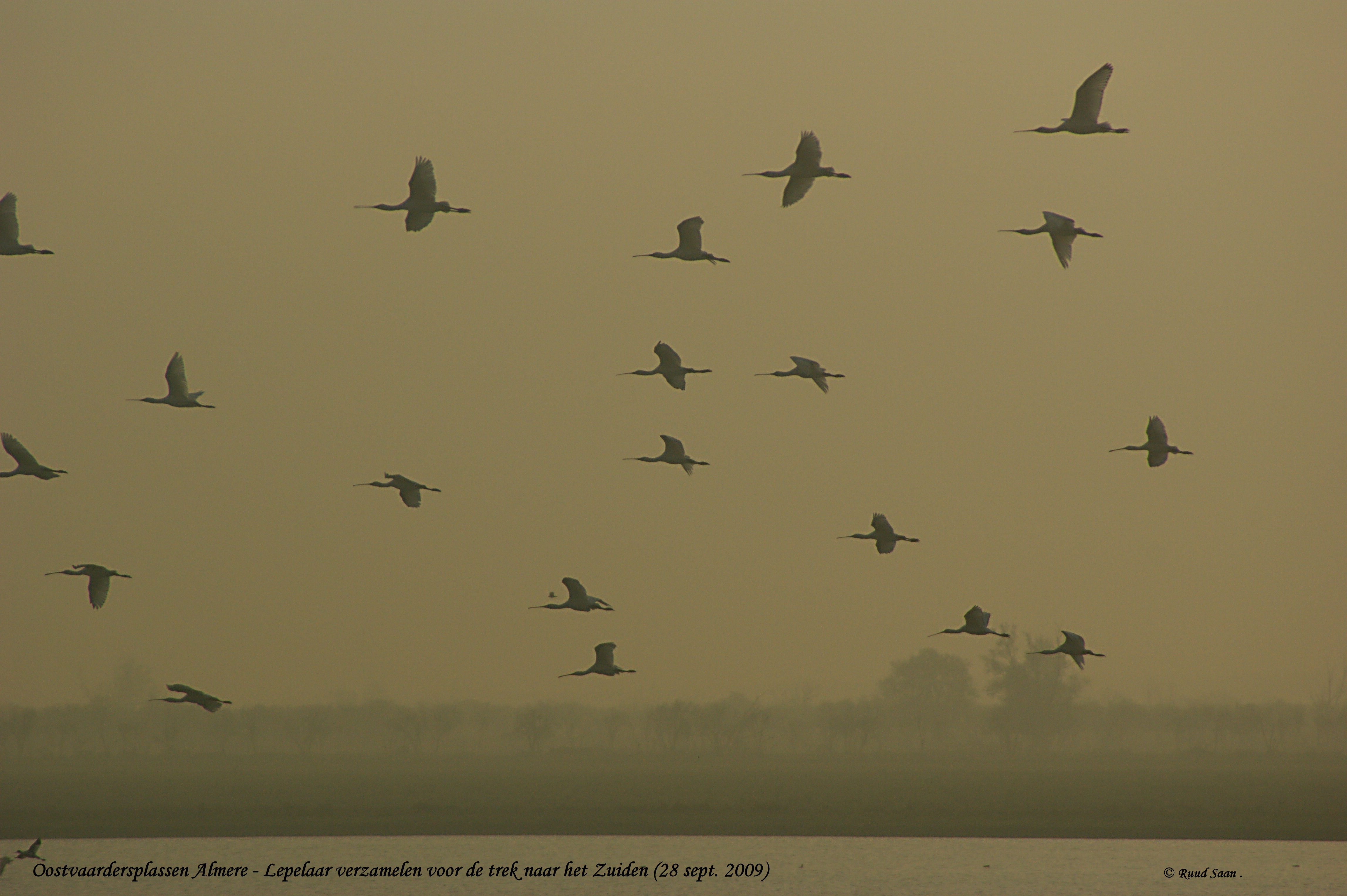 Lepelaars op najaarstrek.
