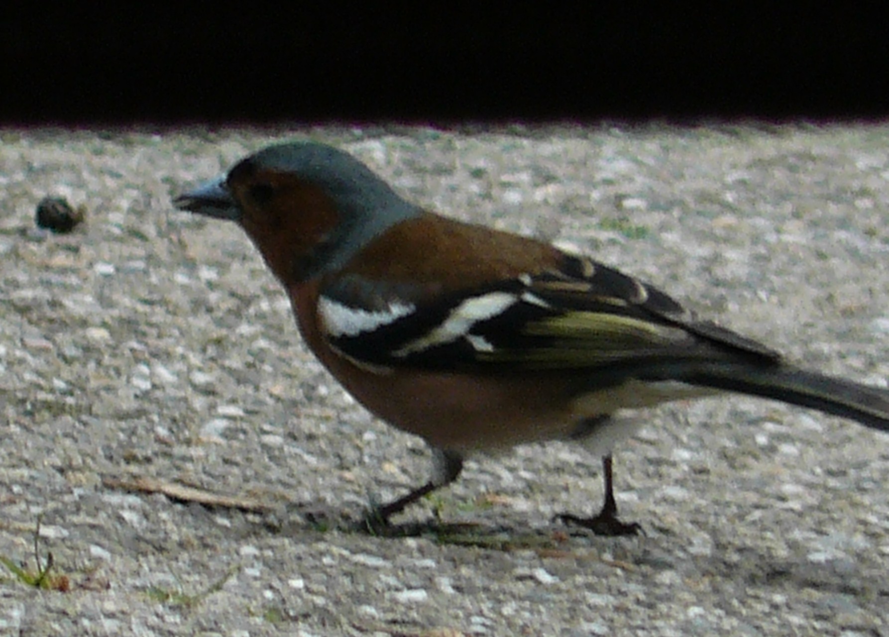 vink