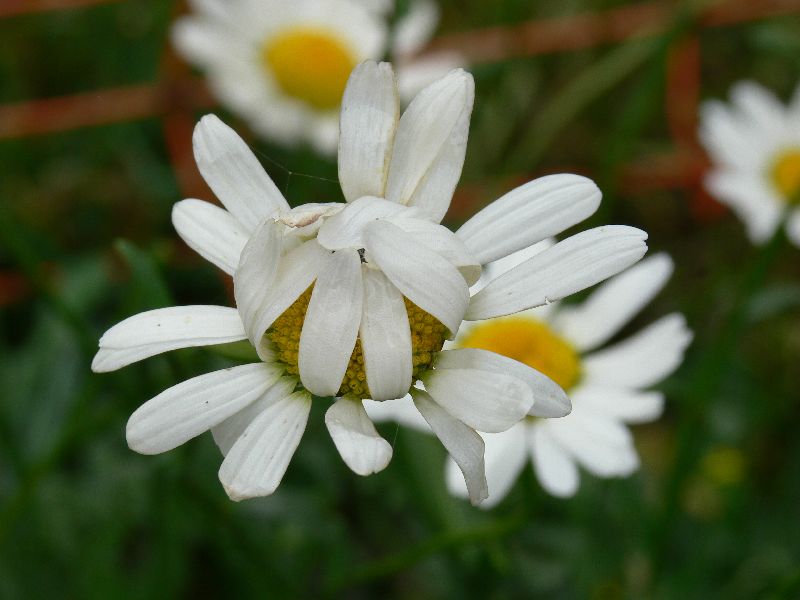 Nog ingepakte Margriet.