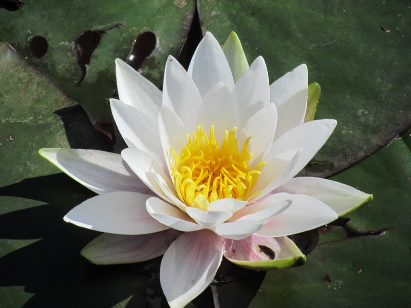 waterlelie