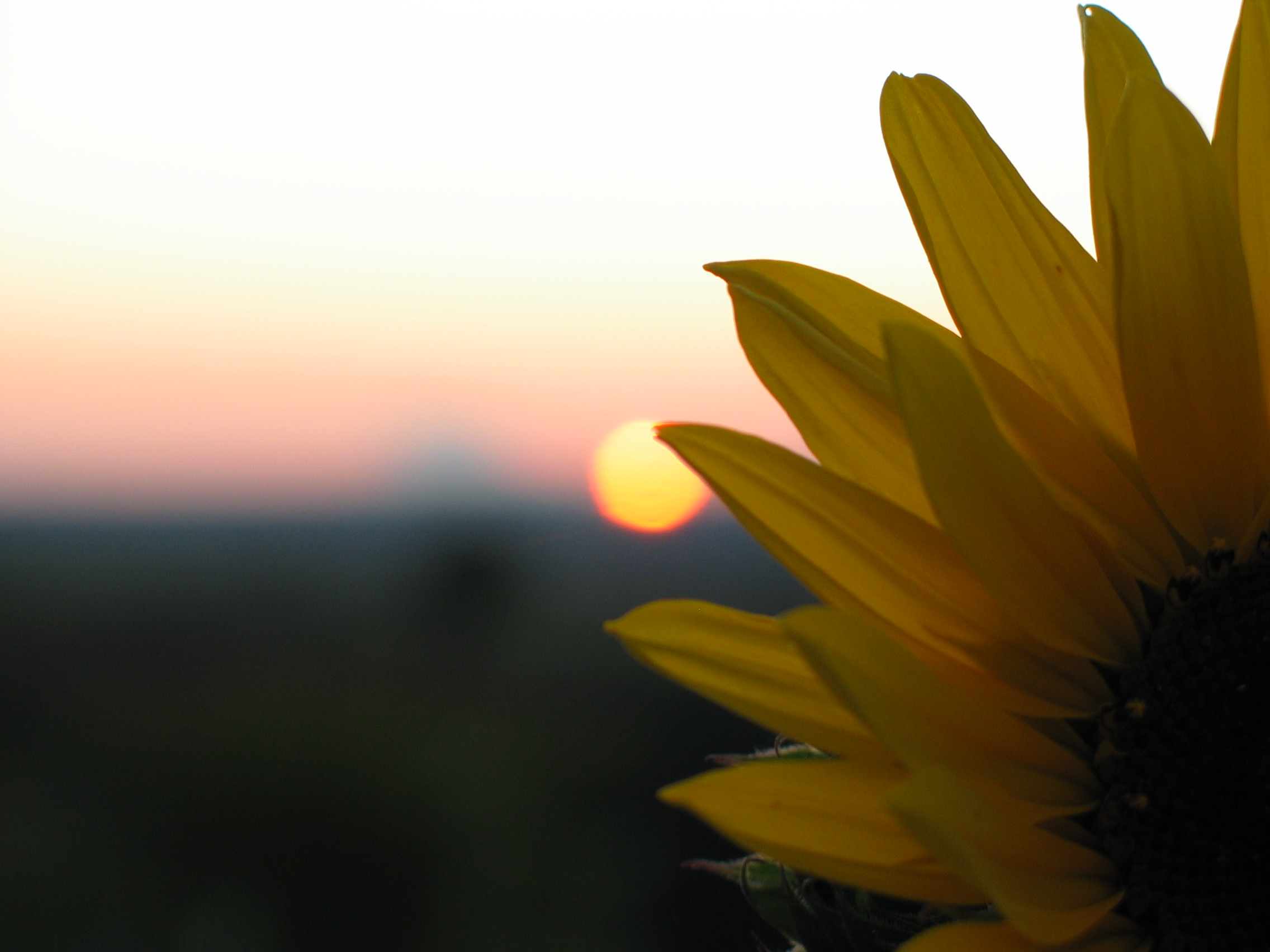zonnebloem bijna zonder zon