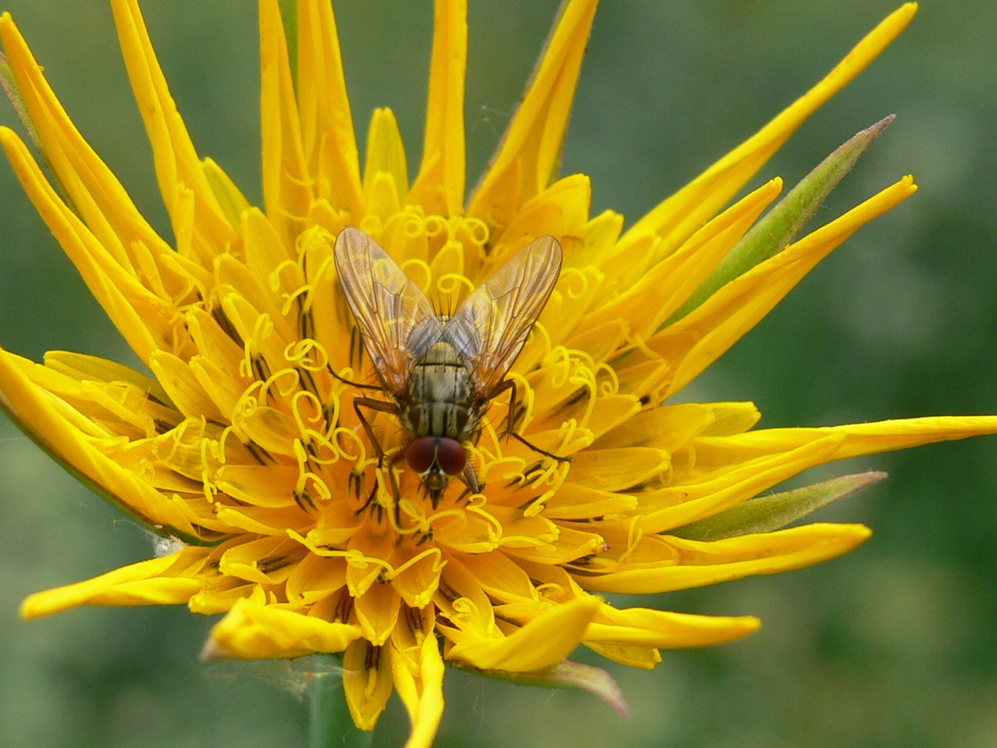Vlieg op fleurige bloem.