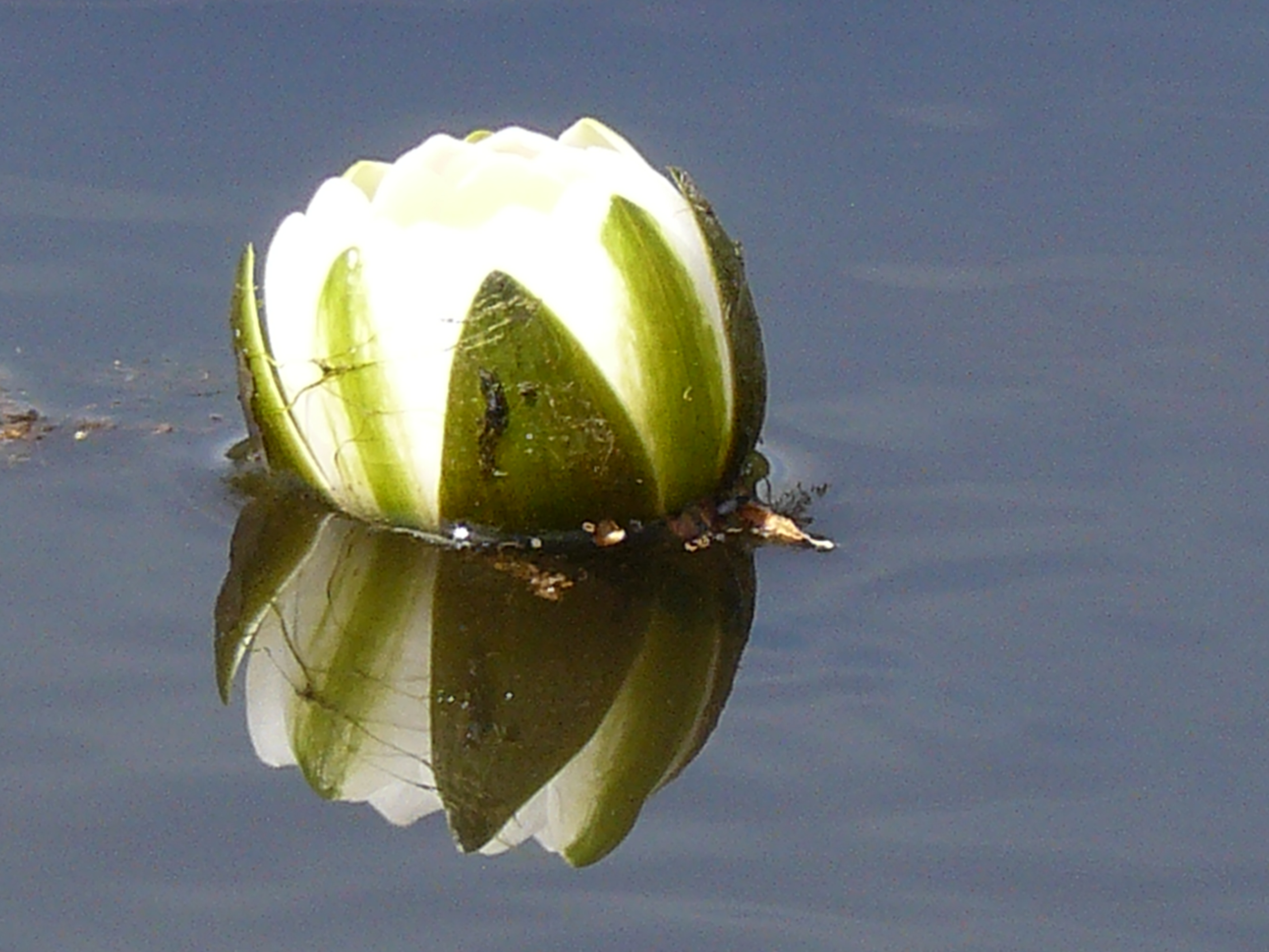 waterlelie nog in knopvorm
