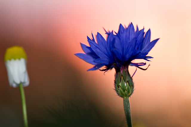 Korenbloem en kamille