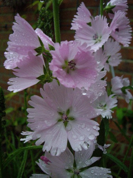 Na een frisse regenbui