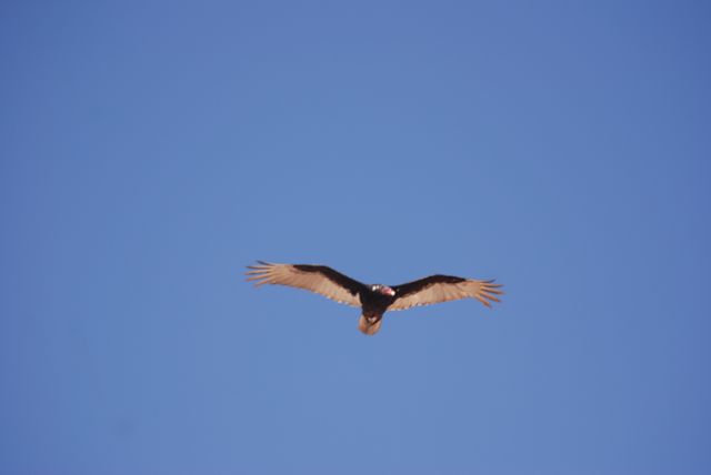 Roofvogel aan de Marina Dunes, Monterey Bay California