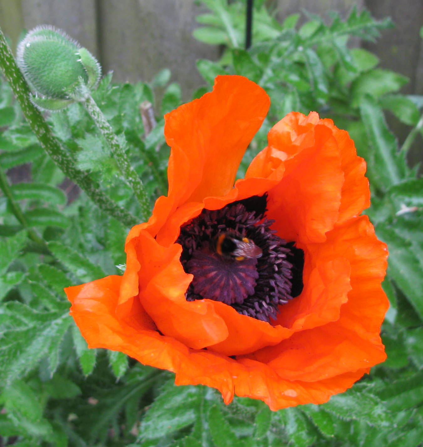 klaproos met bij/hommel?