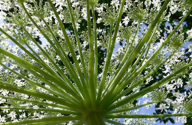 Doorkijk bloem van de Berenklauw.