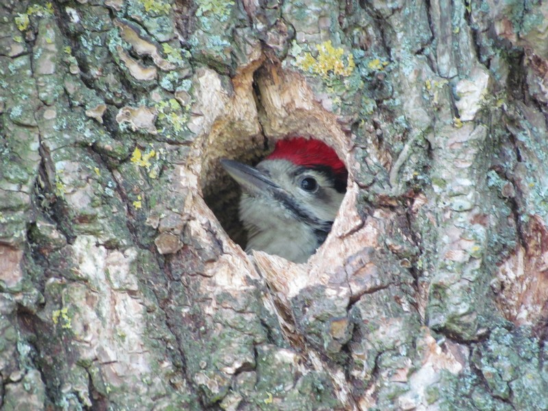 jonge "bonte specht" 