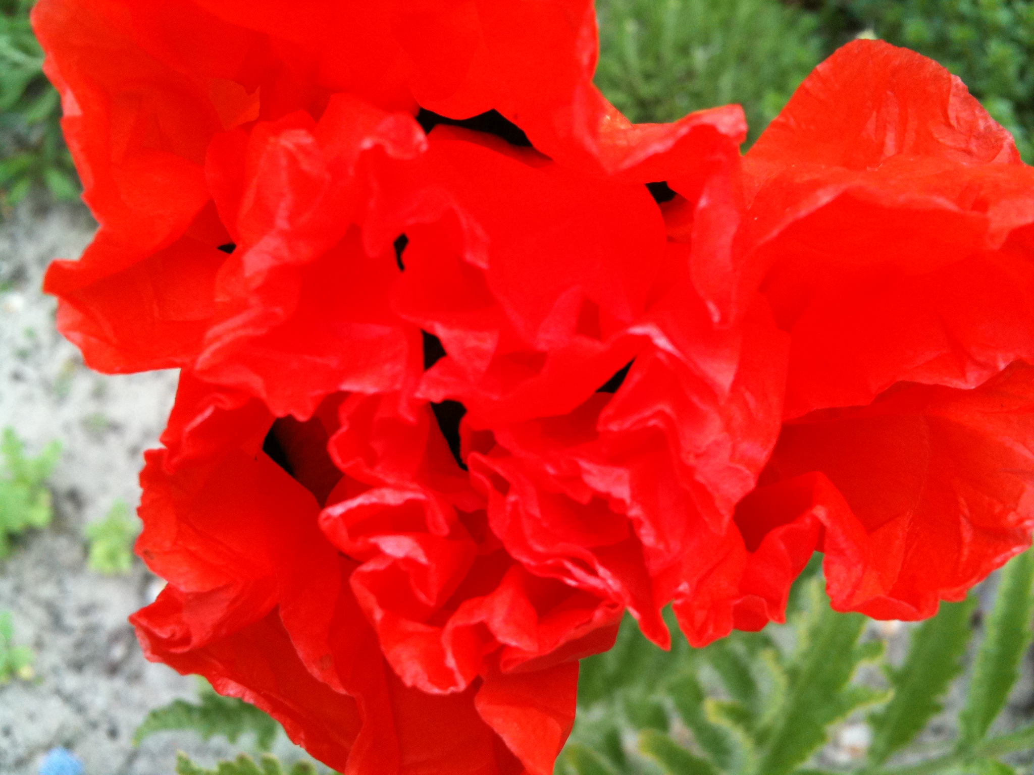Papaver in vol ornaat