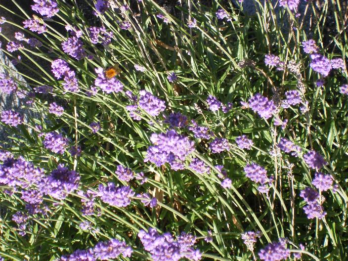 lavendel met bij