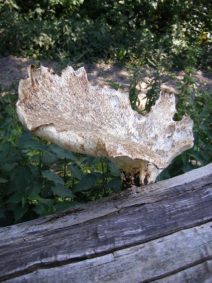 Grote zadelzwam