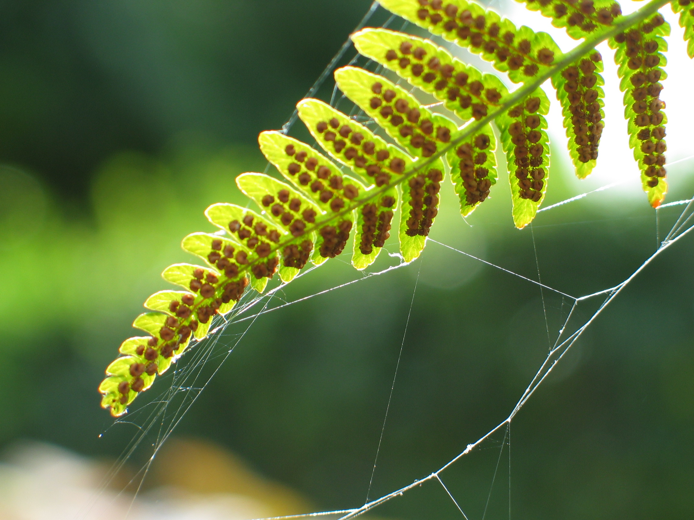 het varenblad spint er goed bij