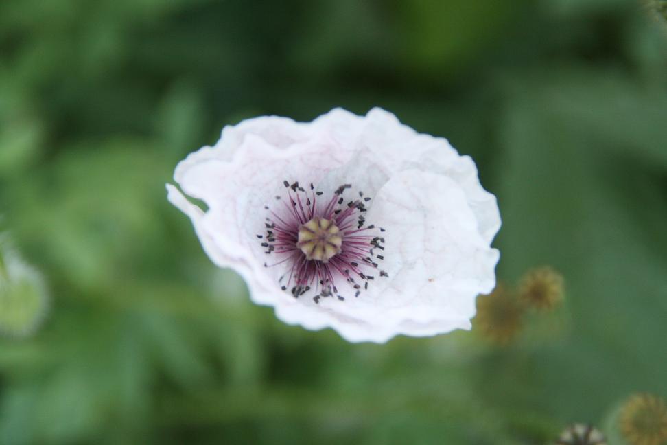 witte klaproos