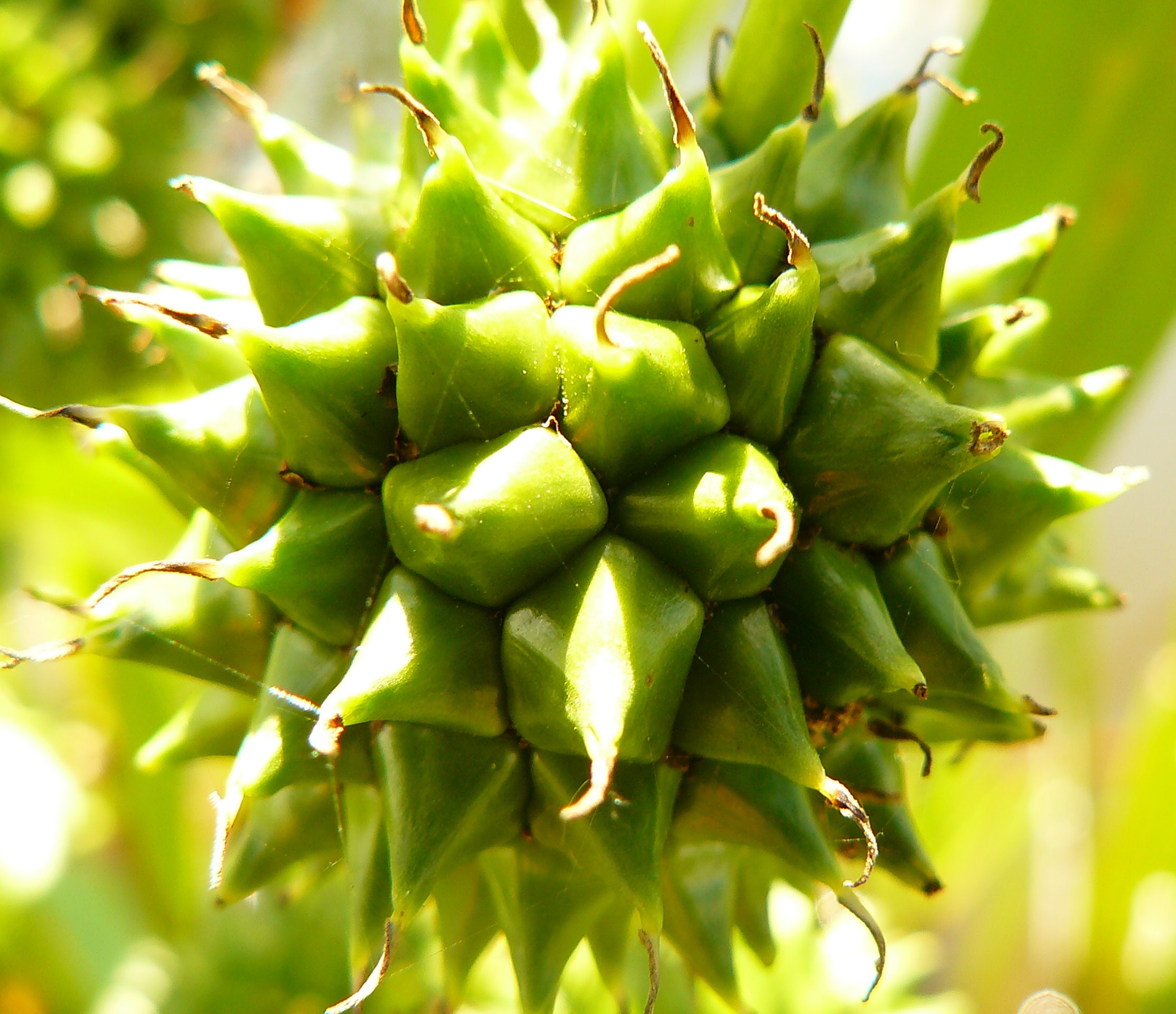 uitgebloeide zaadknop