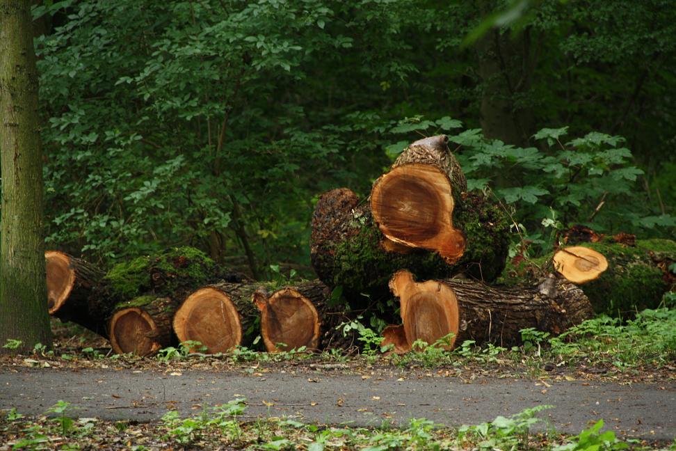 gekapte bomen