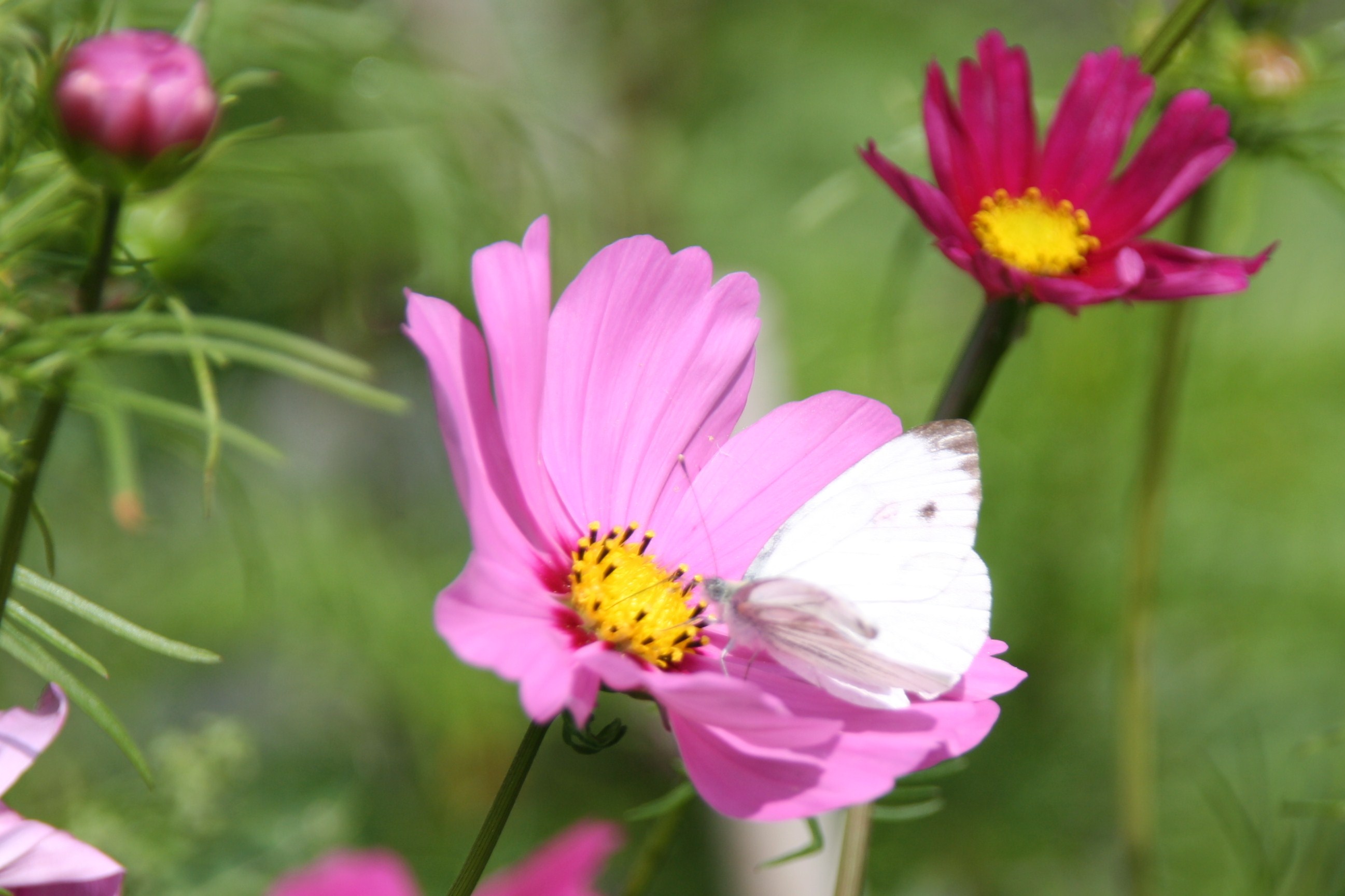 witje op bloem