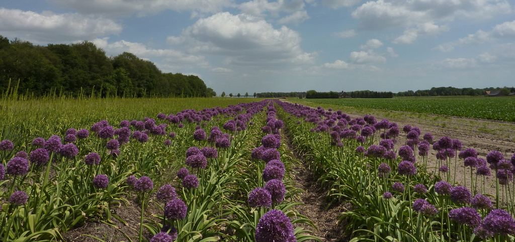 bollenvelden in Limburg