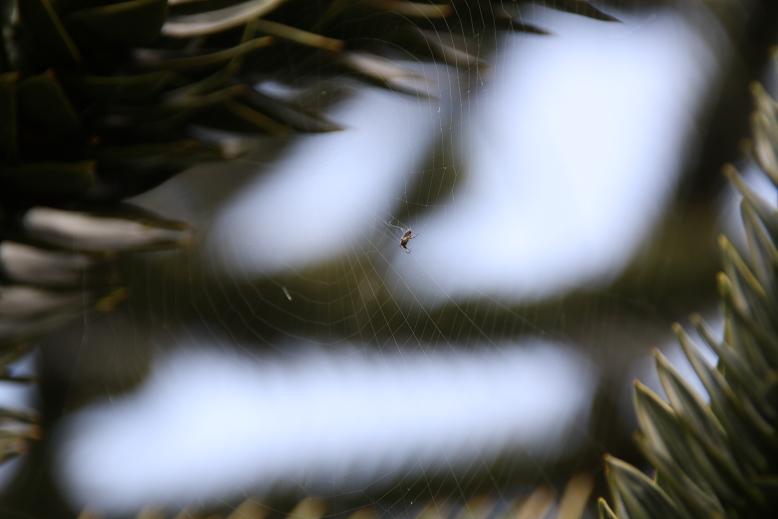 spinneweb