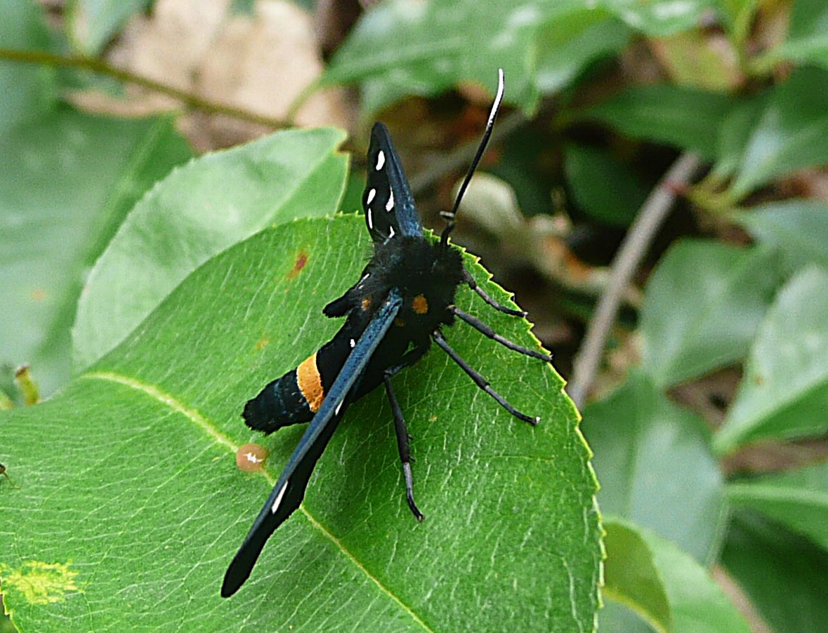 Melkdrupje of Phegeavlinder