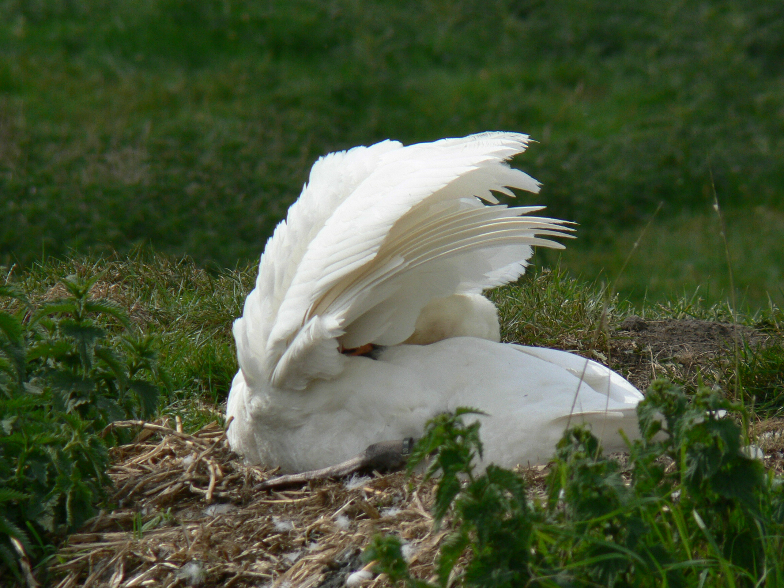 Net een oester.........