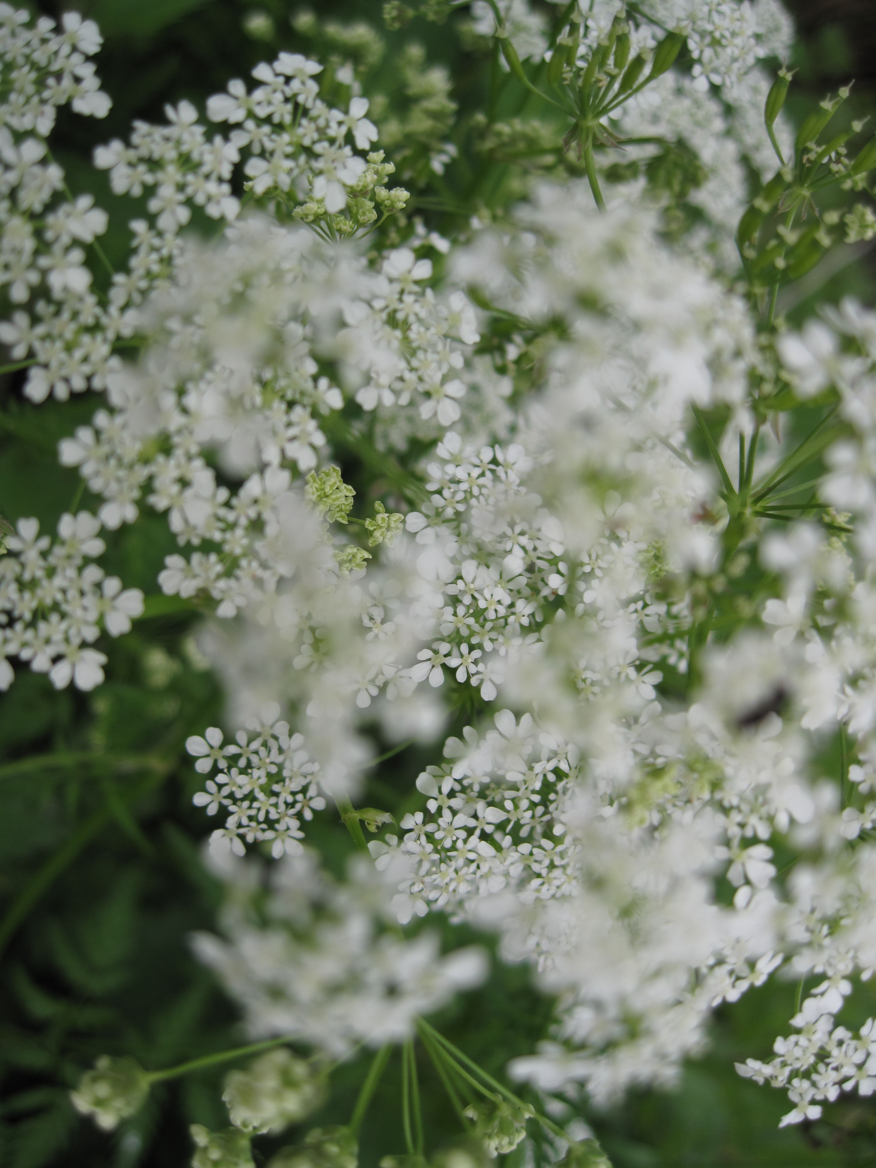 Fluitekruid