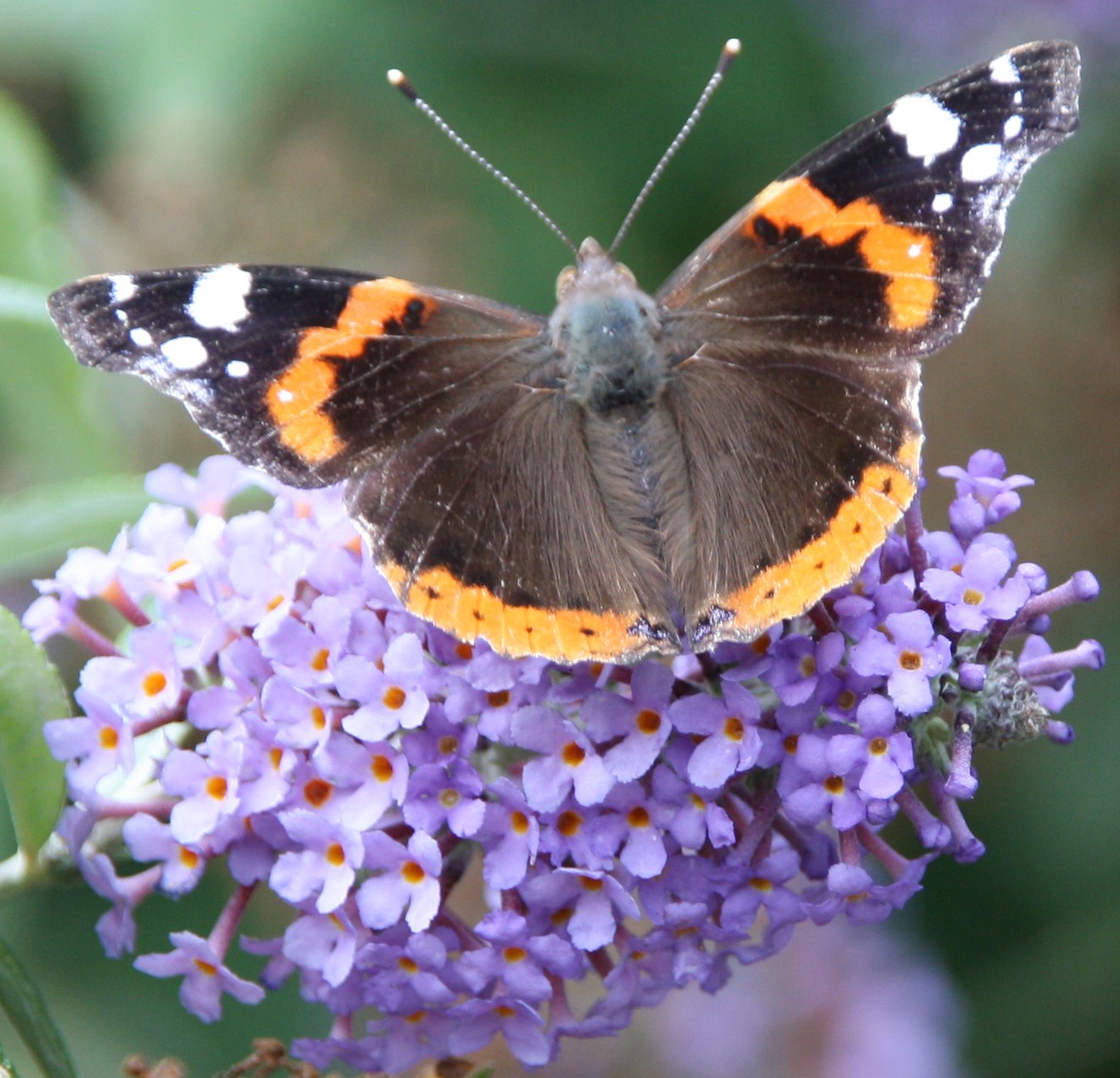 Vanessa atalanta