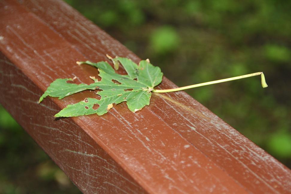 Herfst op komst