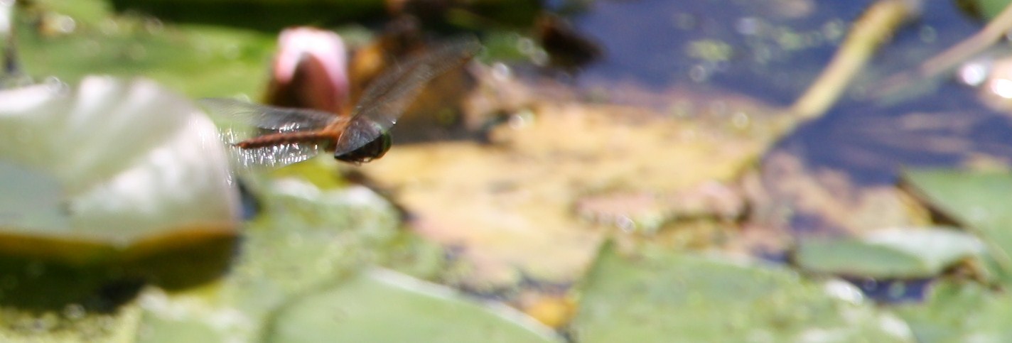 waterjuffer