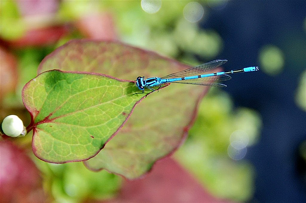 Azuurwaterjuffer (man)