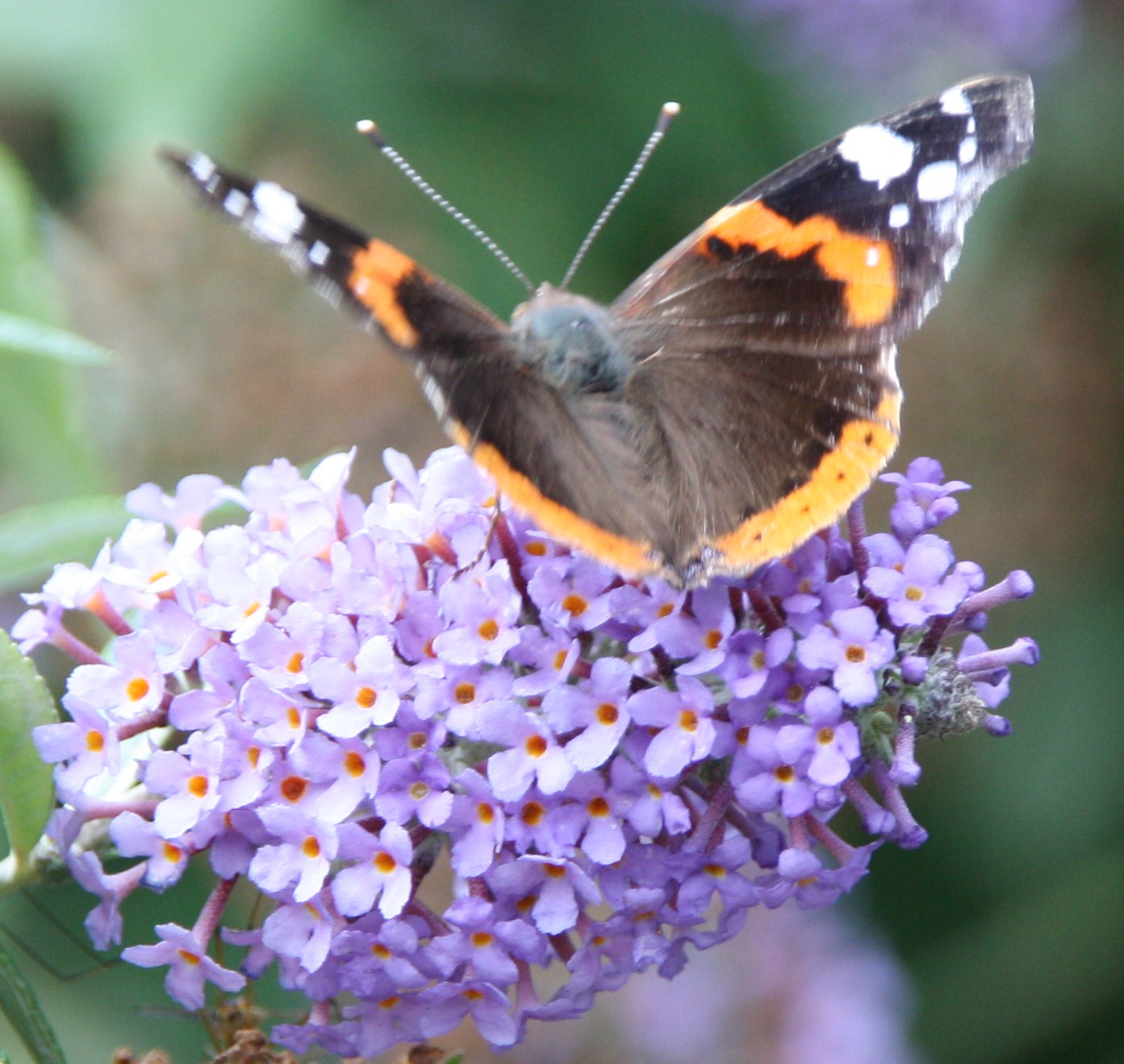 Vanessa atalanta