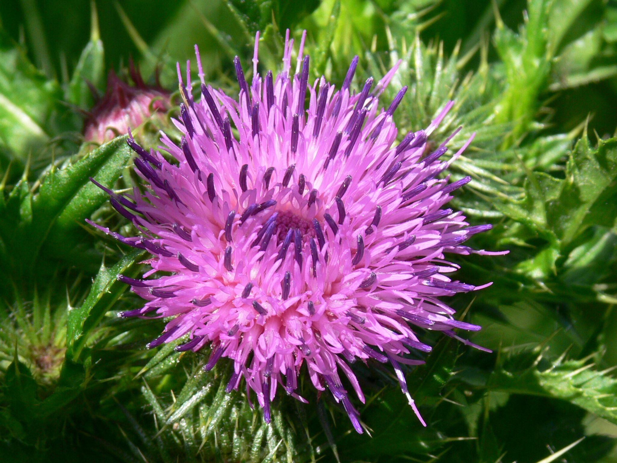 Distel