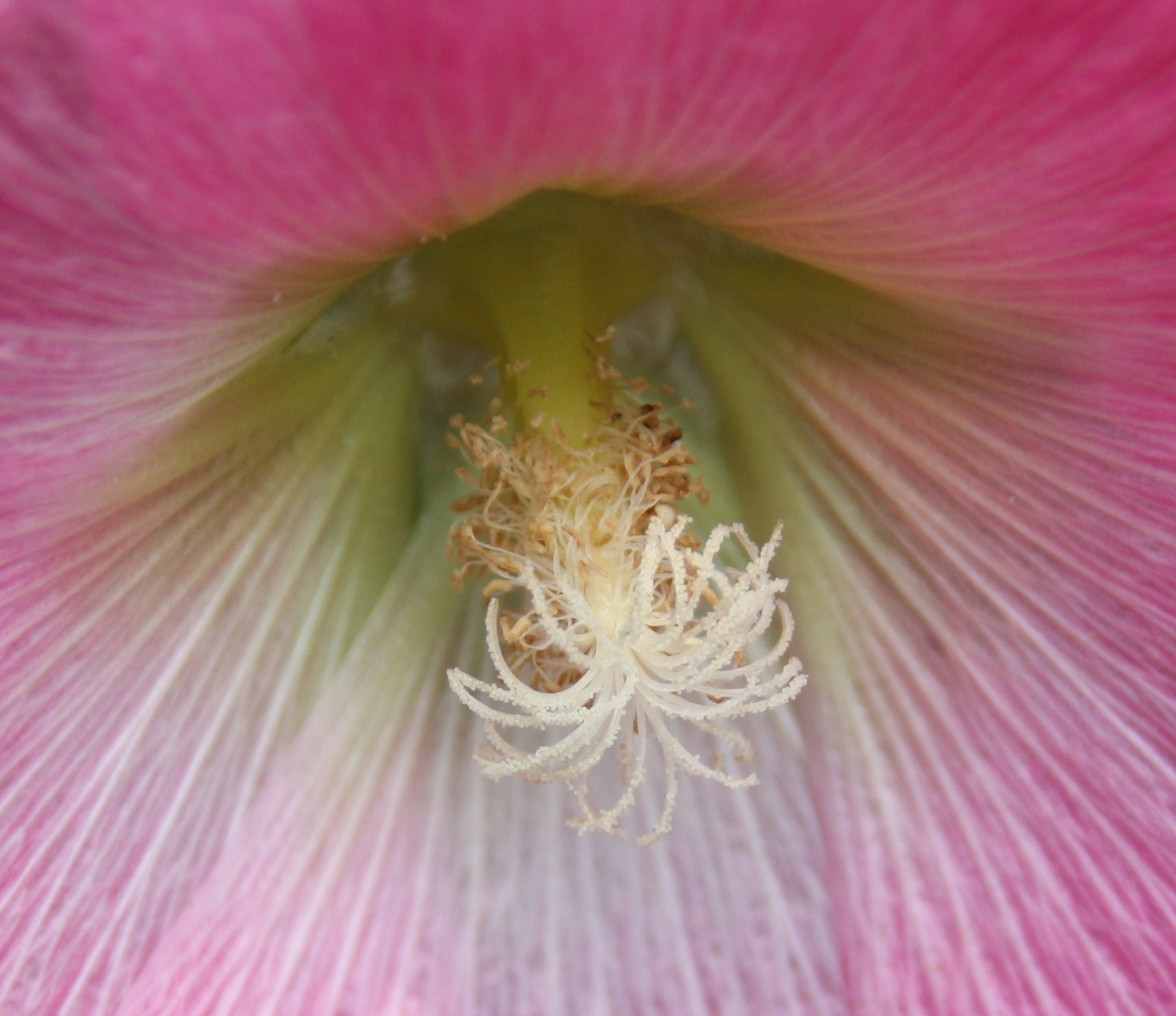 roze bloem