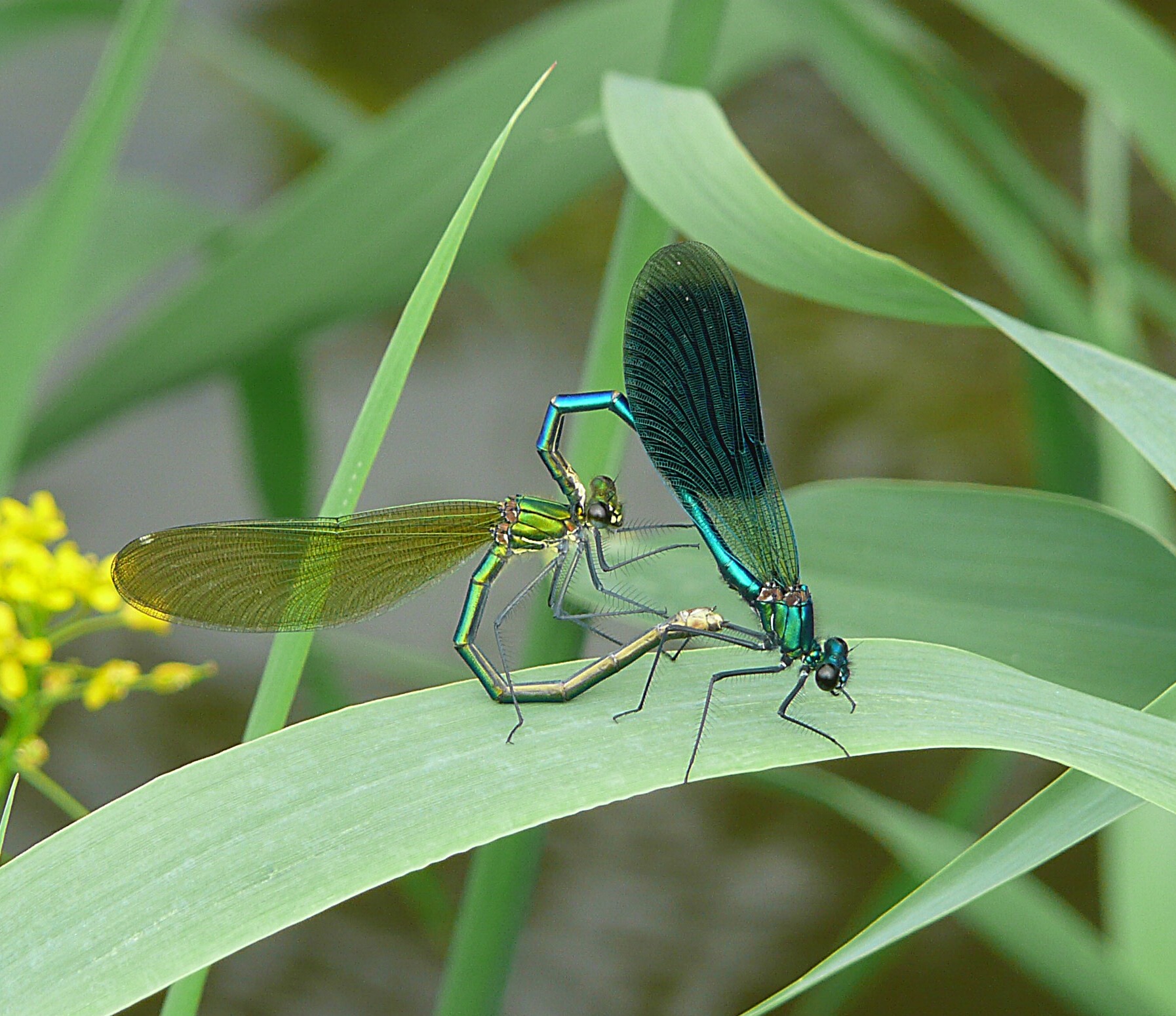 Weidebeekjuffers paringswiel