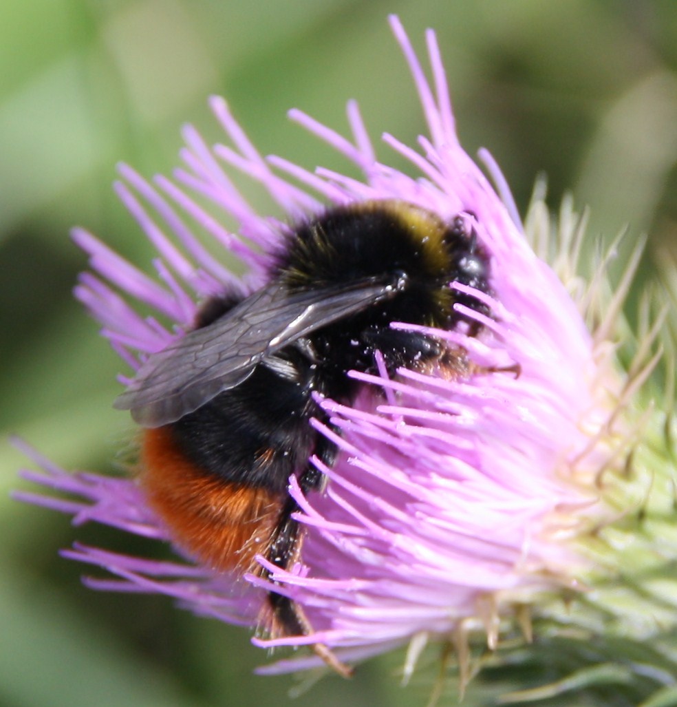hommel in de duinen