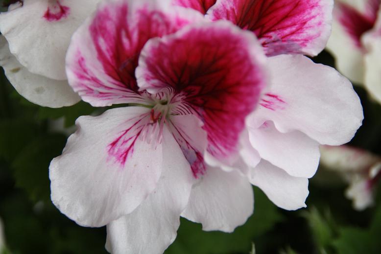 geranium