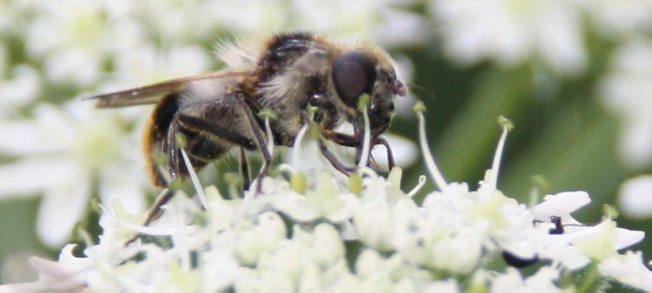 hommel of bij