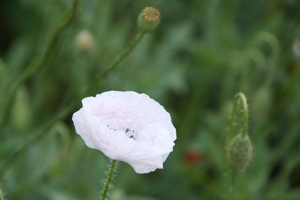 witte klaproos