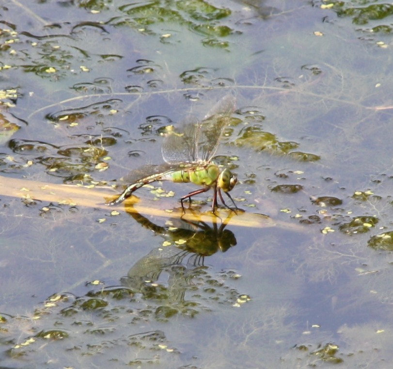 waterjuffer