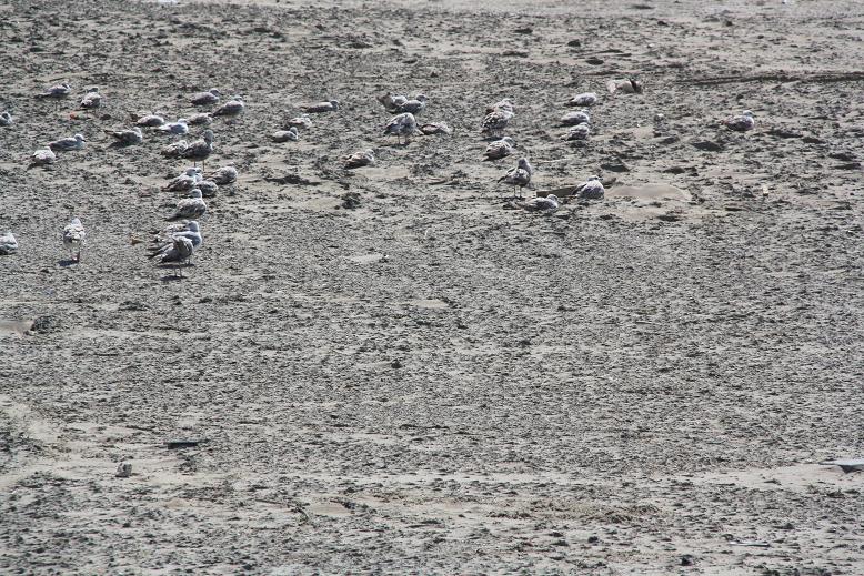 meeuwen op het strand