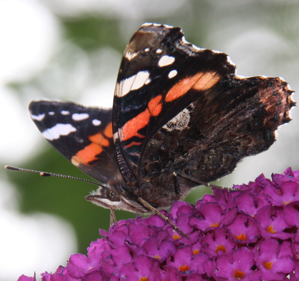 Vanessa atalanta