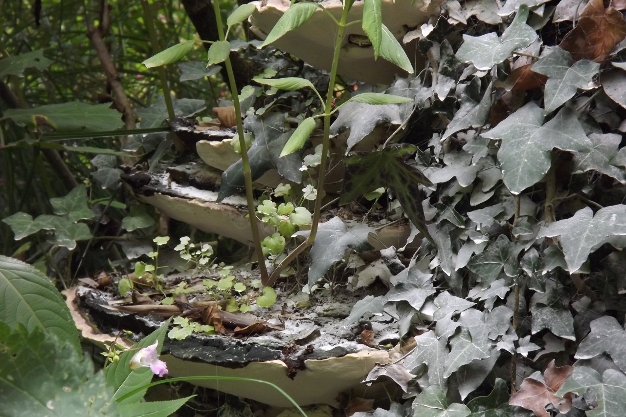 drie grote zwammen aan boom